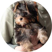 犬